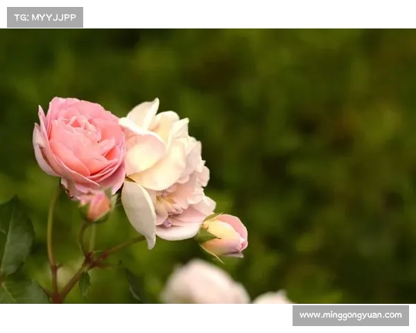 照片中文字如何绽放光芒 照片中文字如何绽放光芒